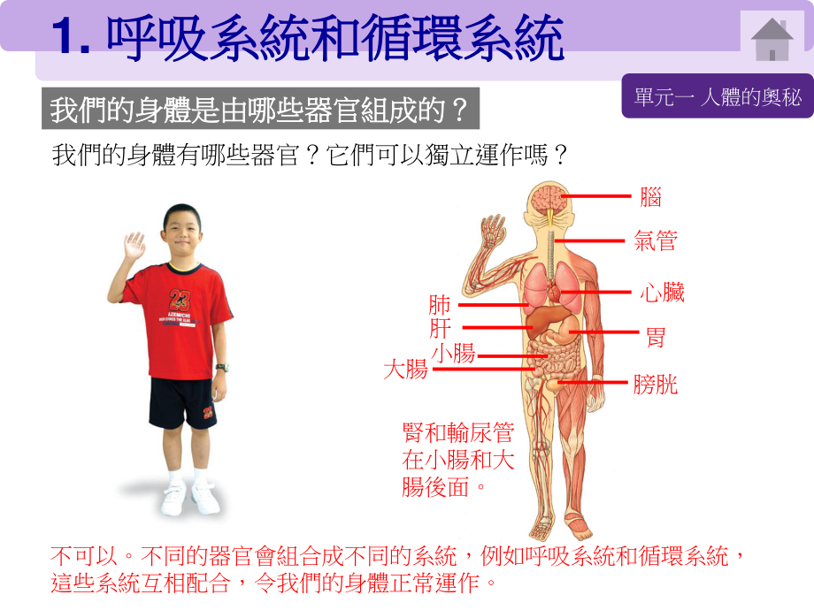 呼吸系统和循环系统.ppt_第1页