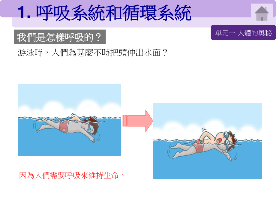 呼吸系统和循环系统.ppt_第3页