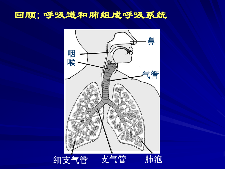 呼吸运动与肺通气.ppt_第2页