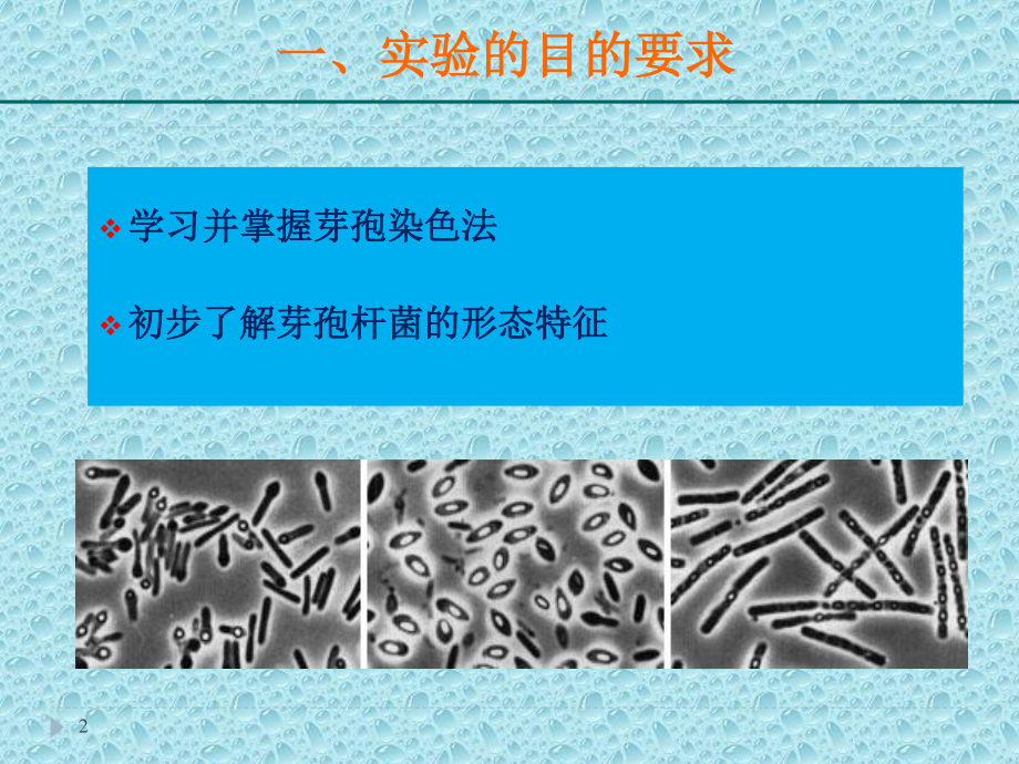 试验细菌的芽孢染色法.ppt_第2页