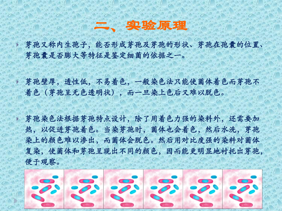 试验细菌的芽孢染色法.ppt_第3页