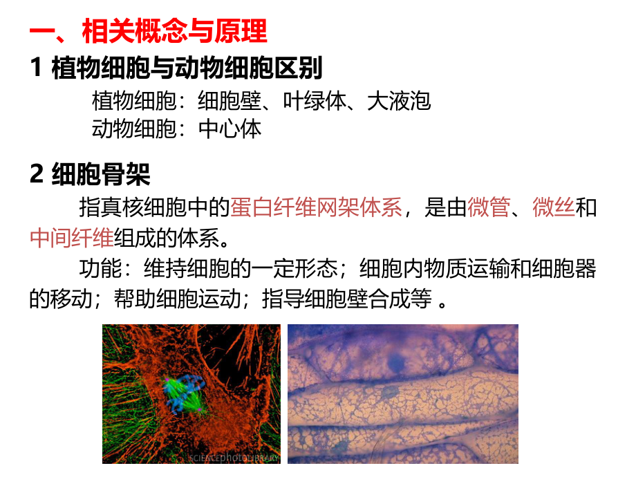 试验五植物细胞液泡系与细胞骨架的观察.ppt_第2页