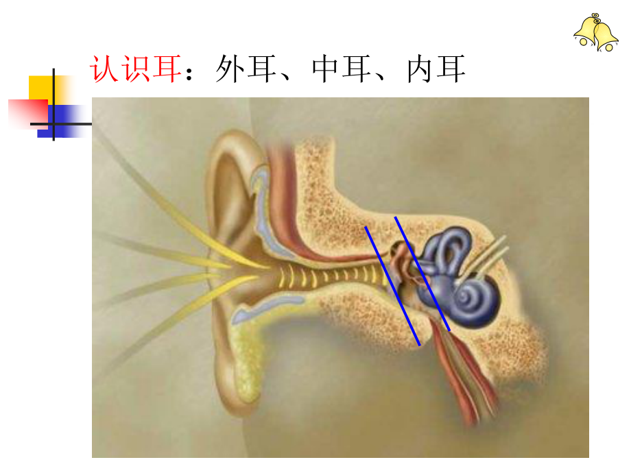 慢性中耳病变诊治策略.ppt_第2页