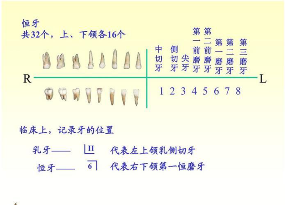 牙齿健康知识.pptx_第3页