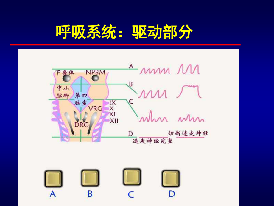 呼吸系统急重症.ppt_第2页