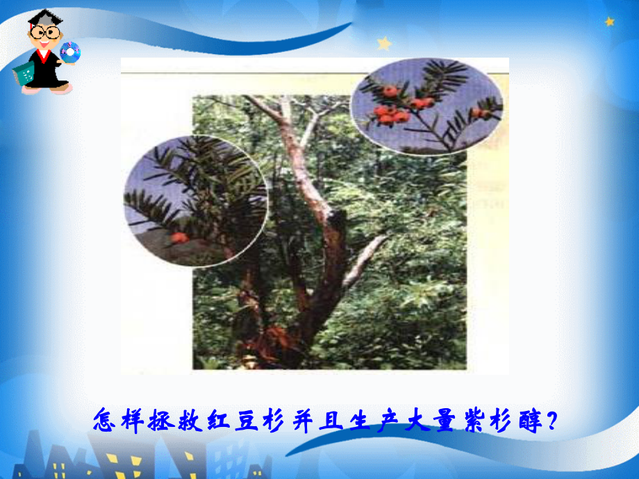 植物细胞工程的实际应用分析.ppt_第2页