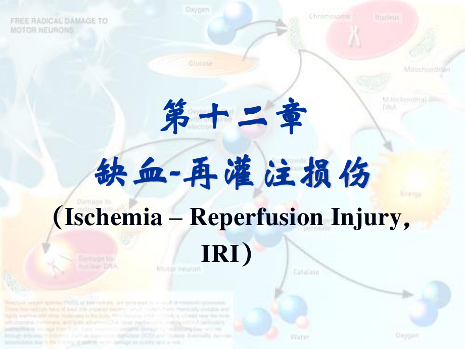 药学zjm-2011本-缺血-再灌注.ppt_第2页