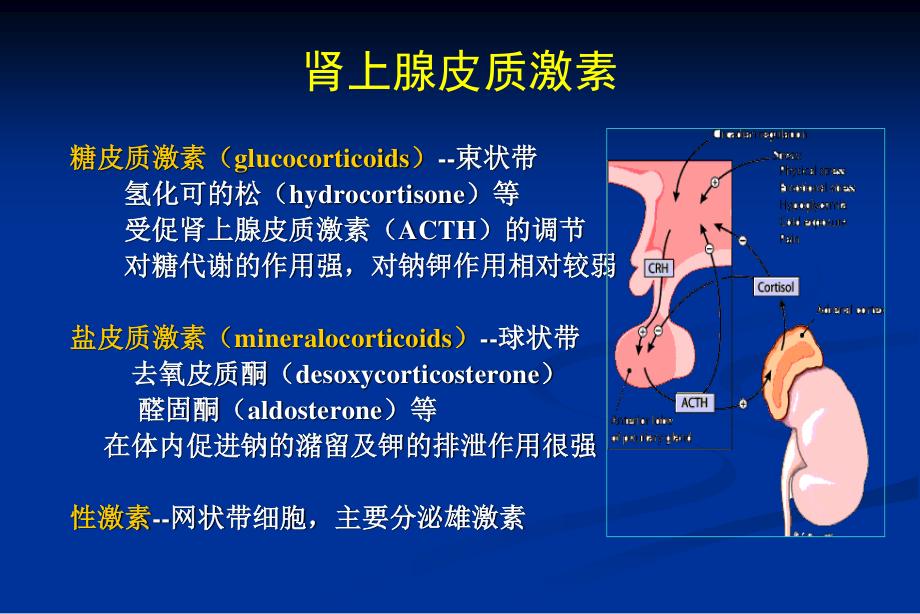 糖皮质激素和风湿免疫病2006.ppt_第2页