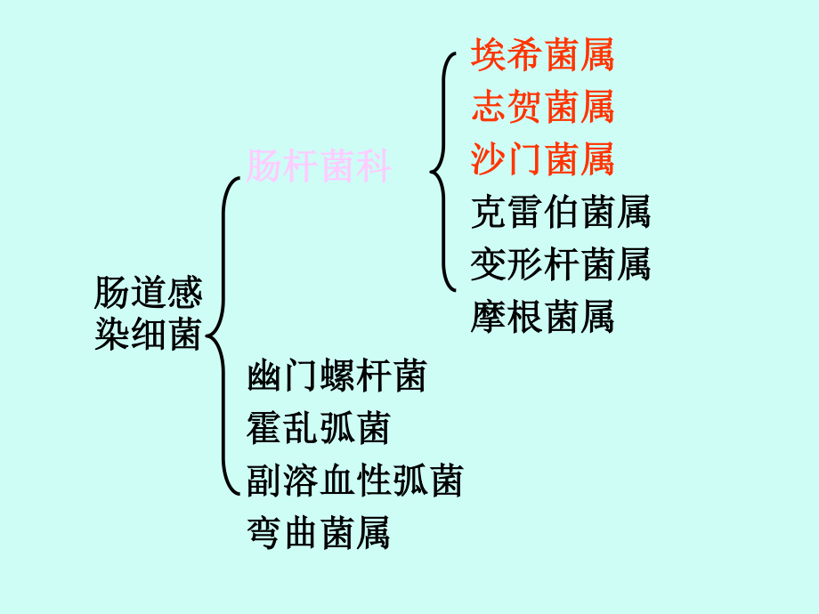 最新第十五章肠道感染细菌-PPT文档.ppt_第2页