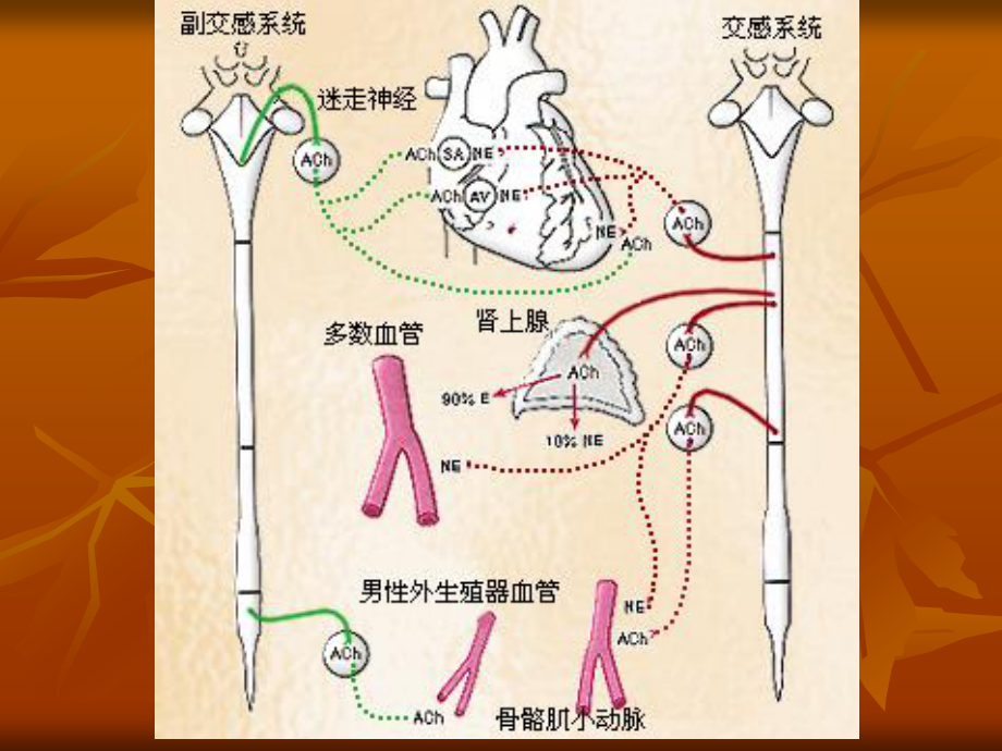 生理血液循环7.ppt_第2页