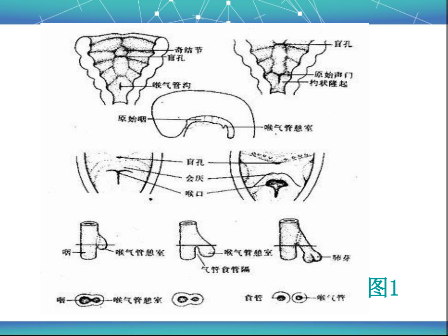 胎儿肺部发育特点.ppt_第3页