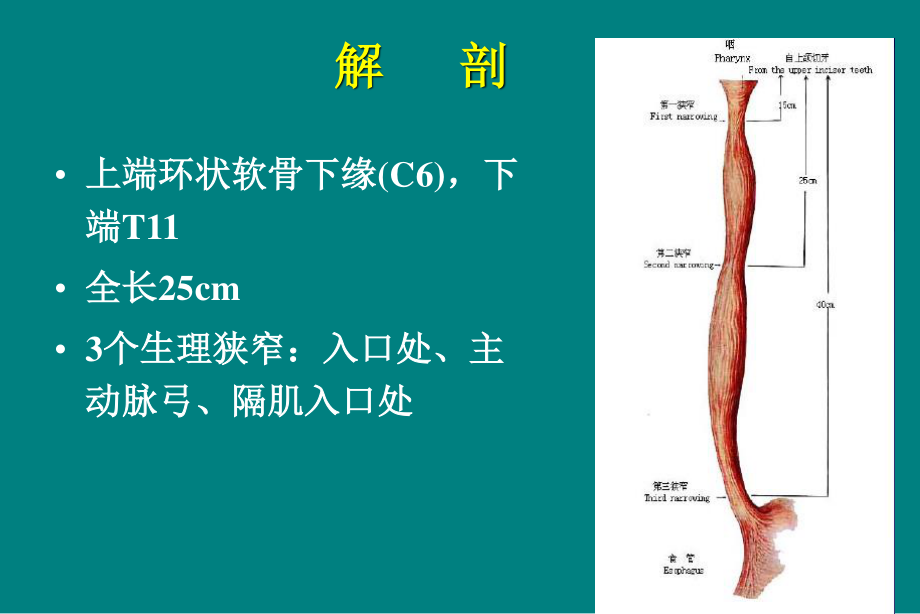 食管癌放疗讲座-PPT文档.ppt_第3页