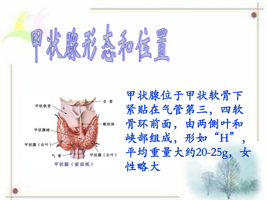 甲状腺教学查房[1][1].ppt_第3页