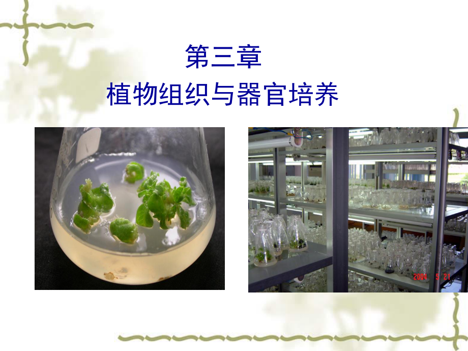 植物组织与细胞培养.ppt_第1页