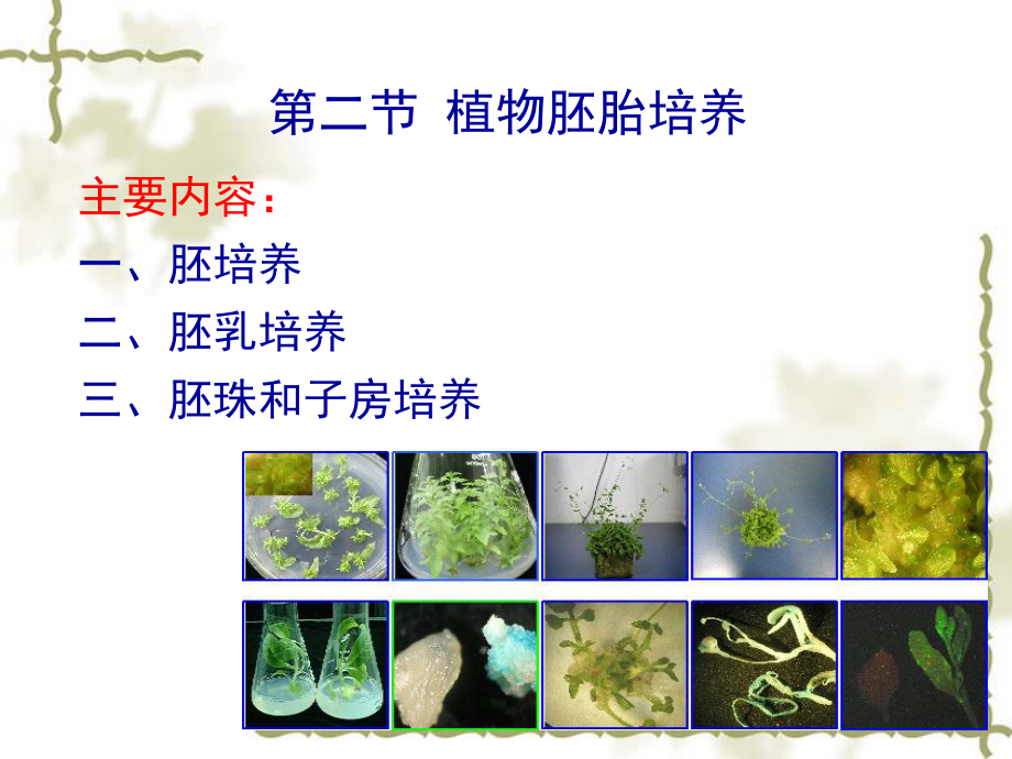 植物组织与细胞培养.ppt_第3页