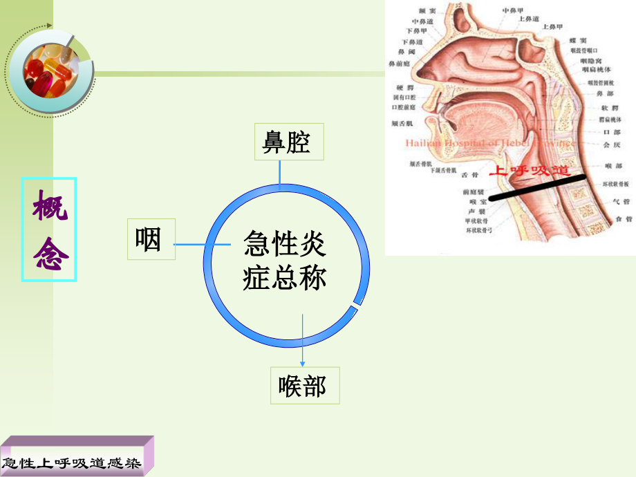 急性上呼吸.ppt_第3页