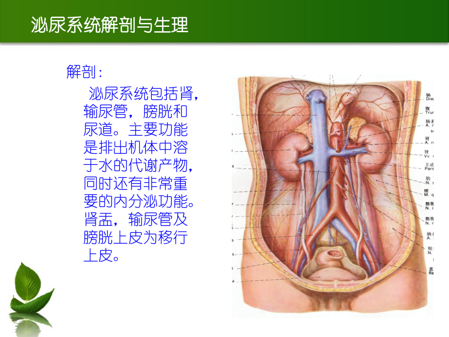 泌尿系结石o(╯□╰)o.ppt_第2页