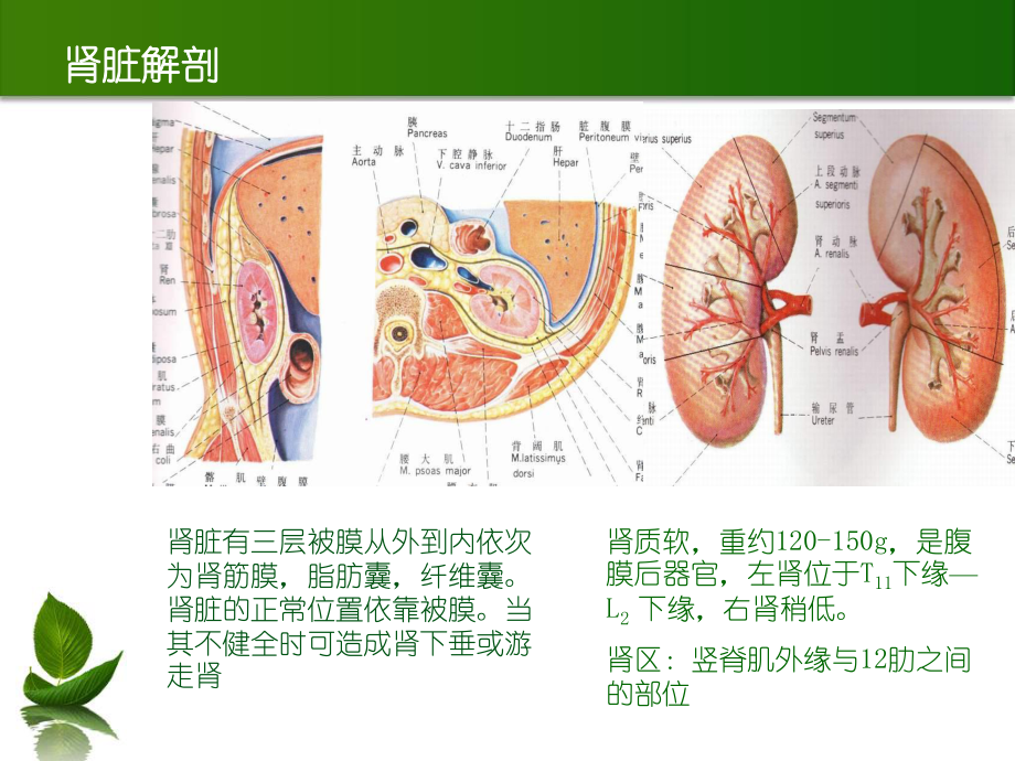 泌尿系结石o(╯□╰)o.ppt_第3页