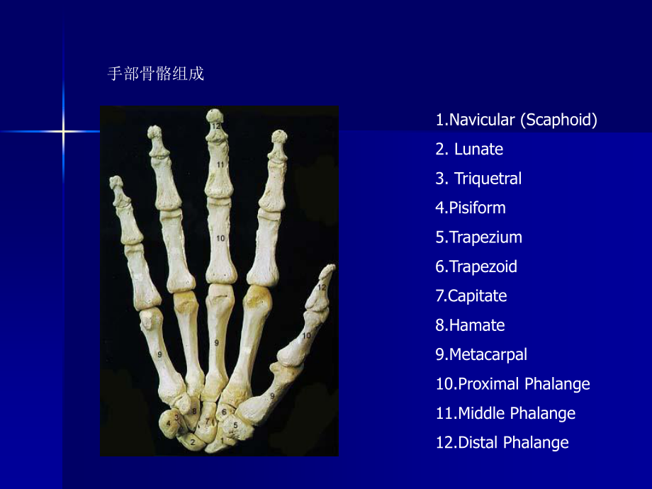 手外伤及断肢(指)再植.ppt_第2页