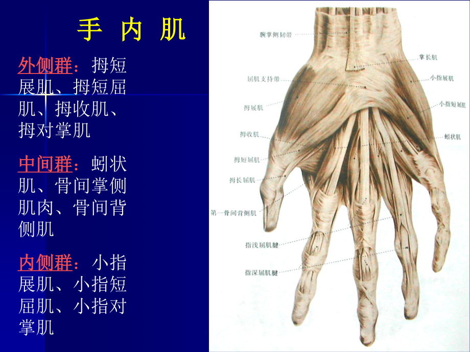 手外伤及断肢(指)再植.ppt_第3页