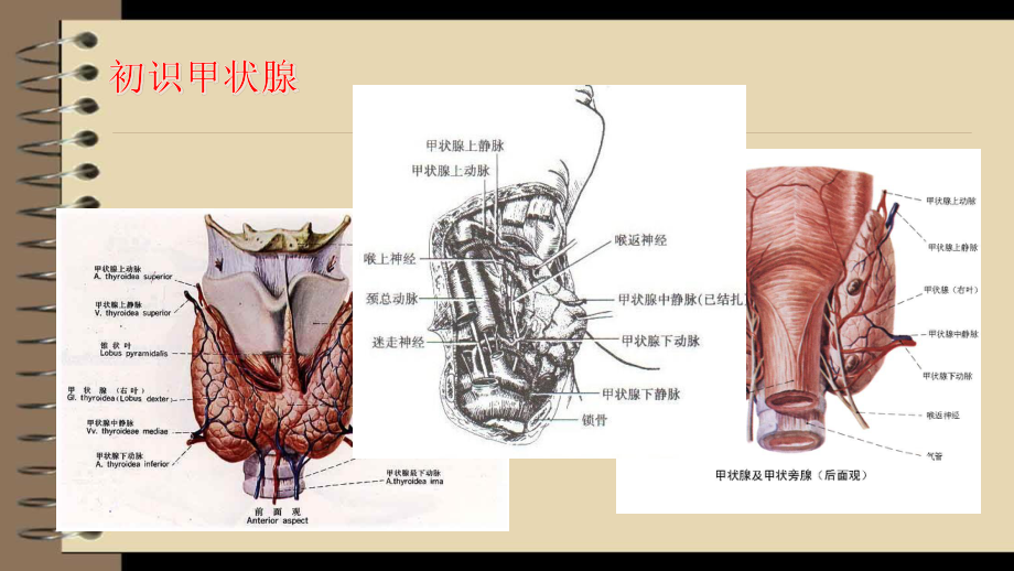 甲状腺——吴旭威.pptx_第3页