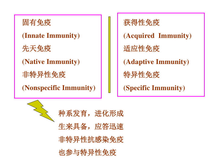 固有免疫细胞及功能.ppt_第3页