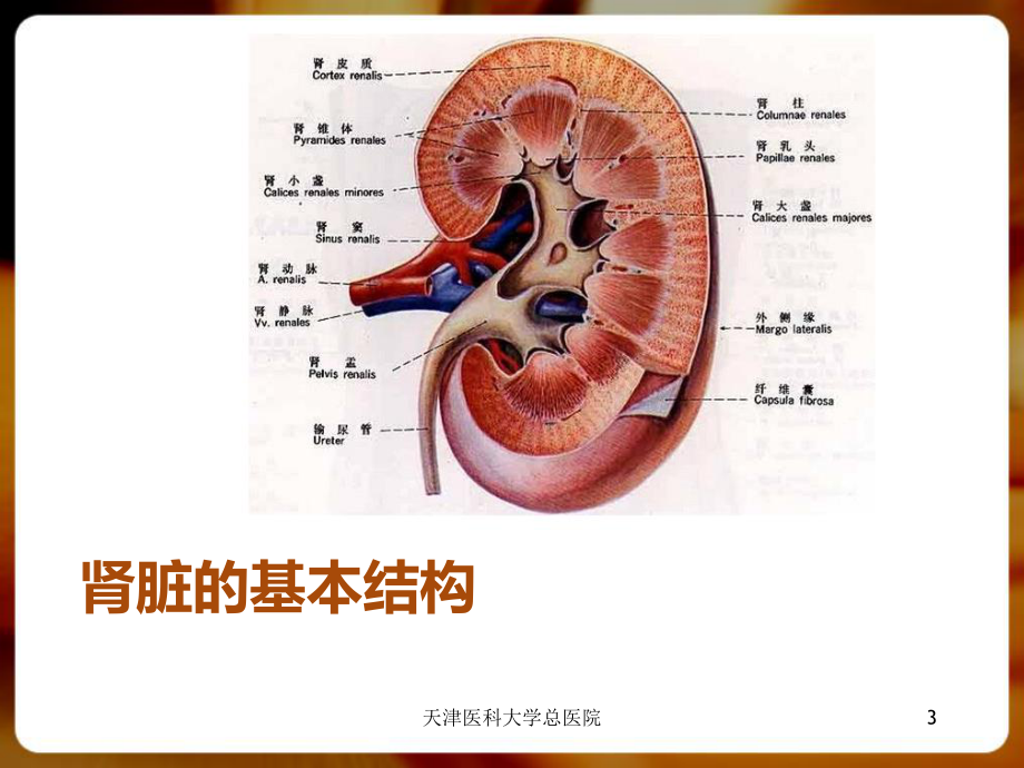 泌尿系统总论.pptx_第3页