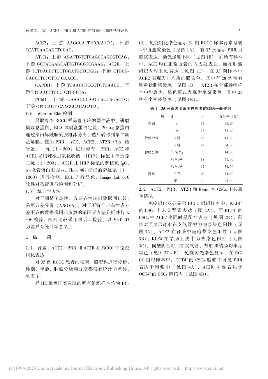 ACE2、PRR和AT2R在肾癌干细胞中的表达_孙爱军.pdf_第3页