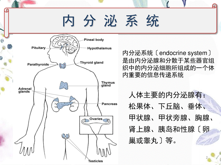 2023年肾上腺皮质激素类药物（教学课件）.ppt_第2页