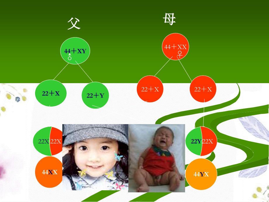 2023年基因与健康ppt（教学课件）.ppt_第2页