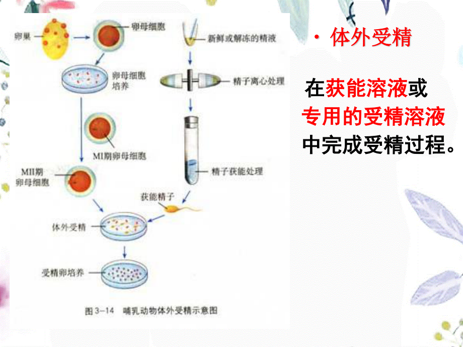 2023年胚胎工程的应用及前景（教学课件）.ppt_第3页