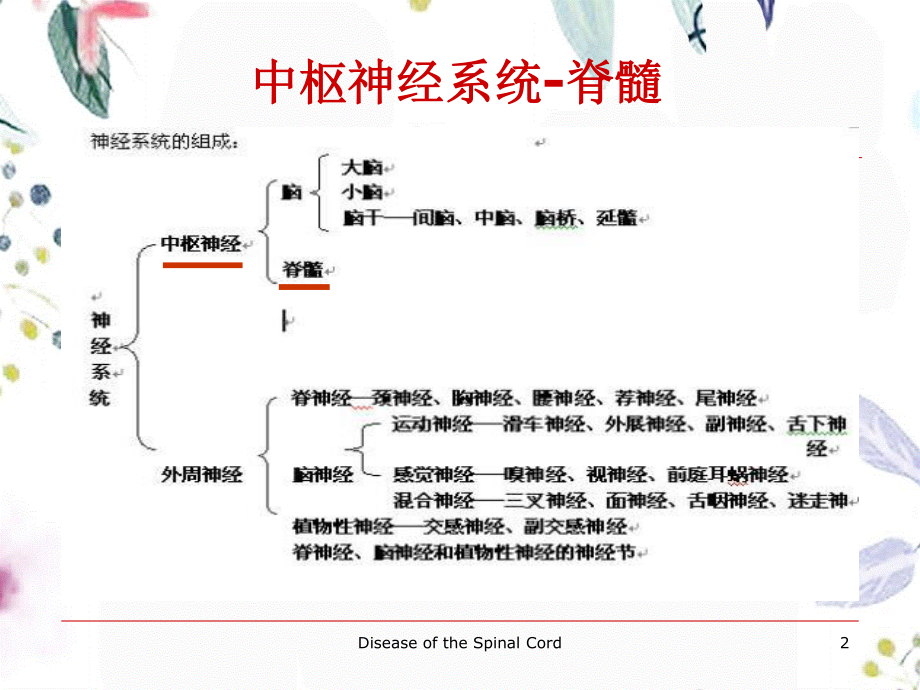 2023年脊髓疾病（教学课件）.ppt_第2页