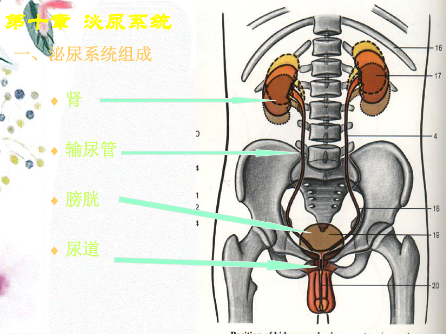 2023年泌尿系统2（教学课件）.ppt_第2页