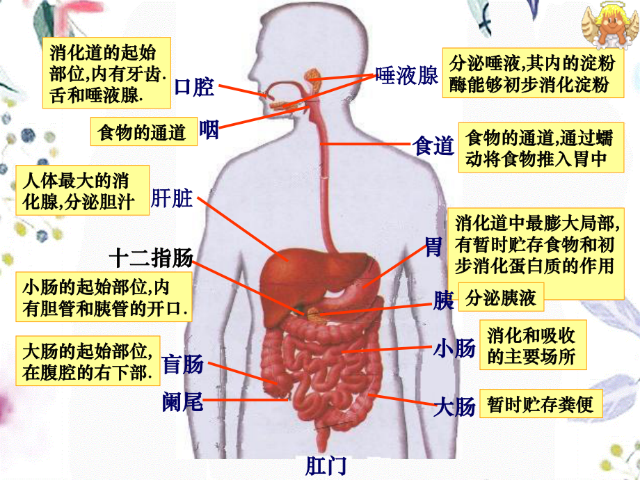 2023年通过激素的调节（教学课件）.ppt_第3页