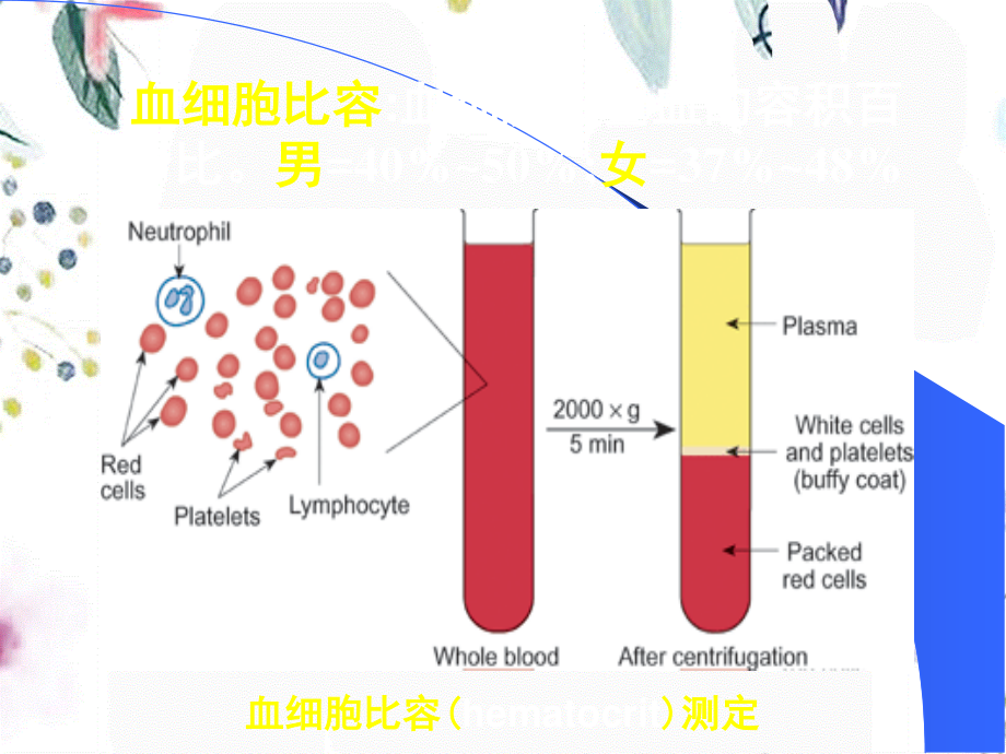 2023年血液（教学课件）.ppt_第2页