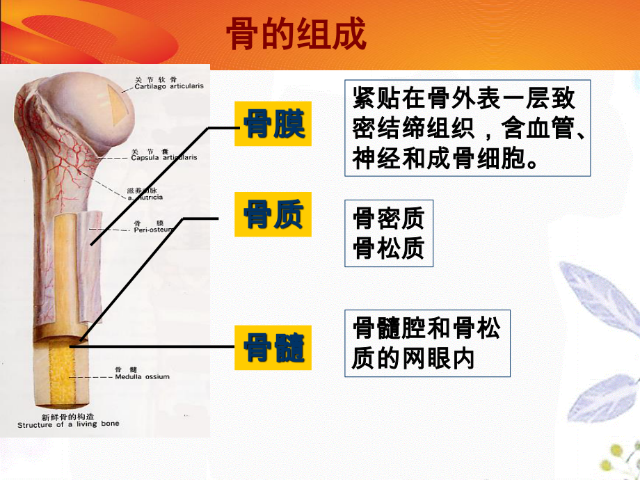 2023年骨转移及双膦酸盐治疗幻灯（教学课件）.ppt_第2页