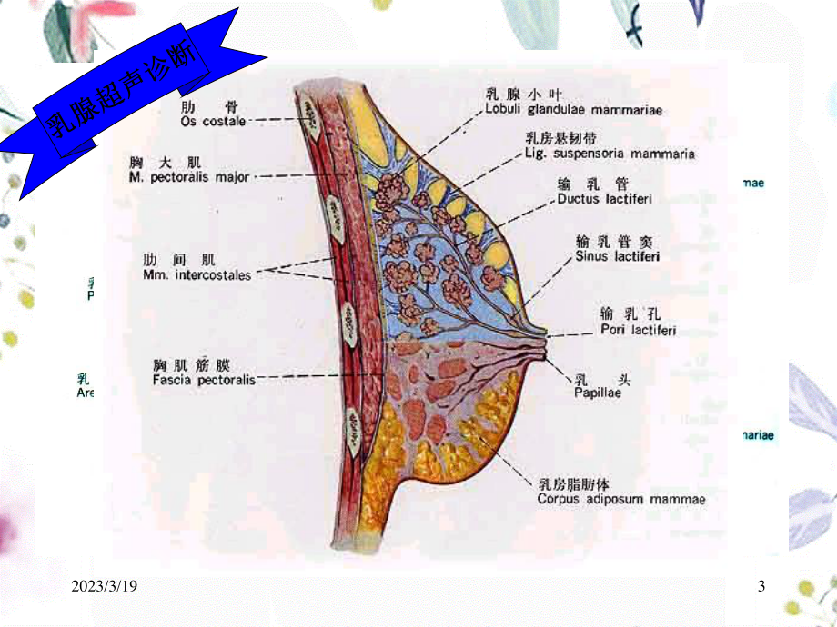 2023年乳腺（教学课件）.ppt_第3页