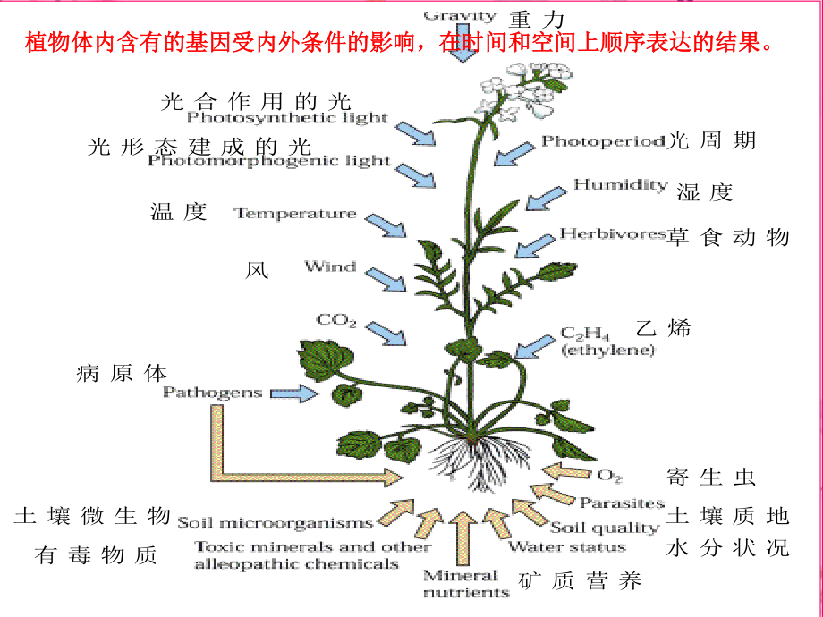 2023年细胞信号传导（教学课件）.ppt_第2页