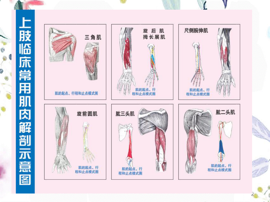 2023年四肢临床常用解剖示意图 金春权（教学课件）.ppt_第2页