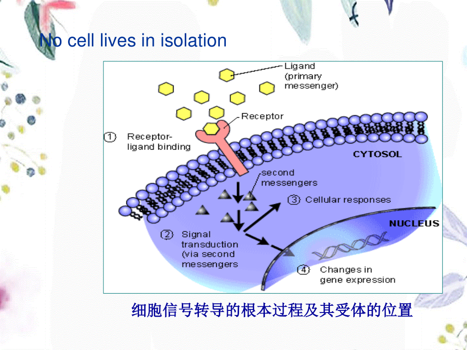 2023年第信使的信号通路（教学课件）.ppt_第2页