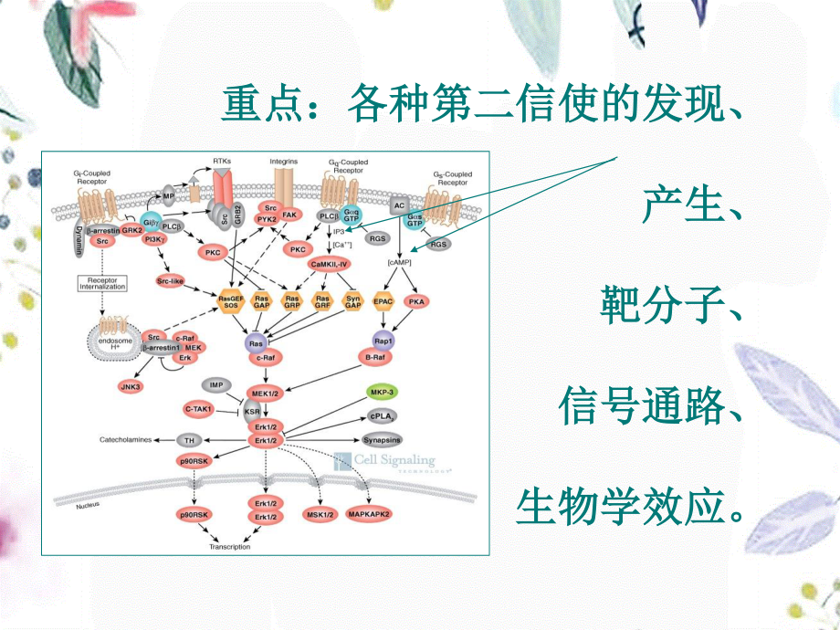 2023年第信使的信号通路（教学课件）.ppt_第3页