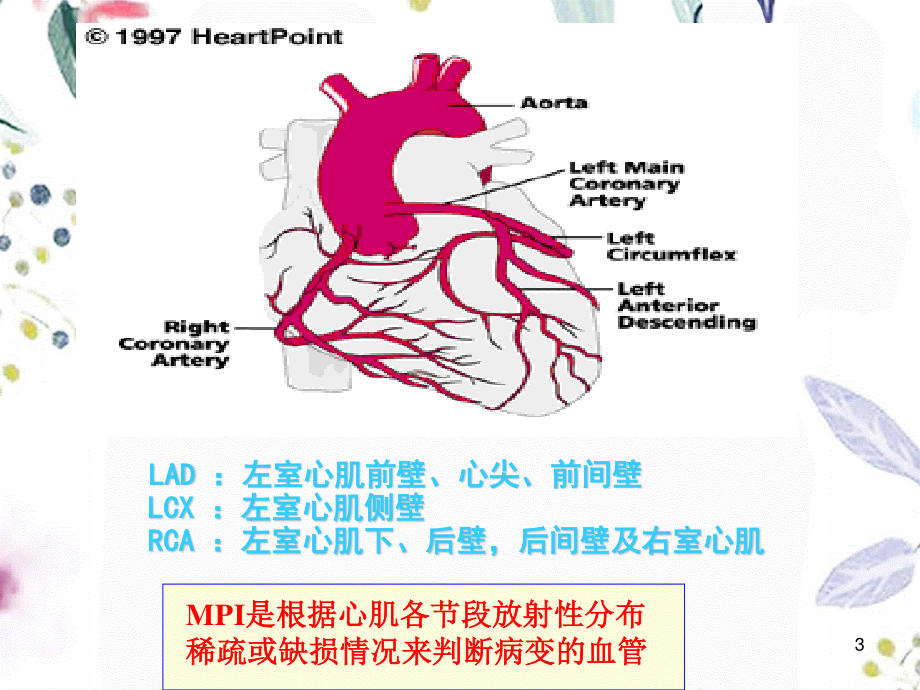 2023年心血管系统（教学课件）.ppt_第3页