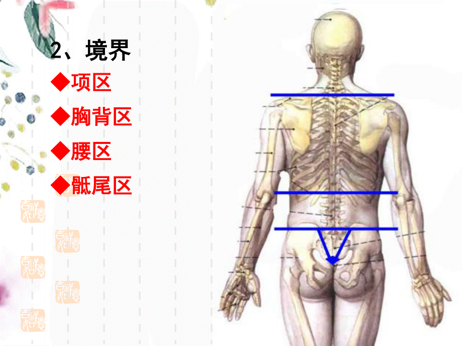 2023年脊柱区wzf（教学课件）.ppt_第3页