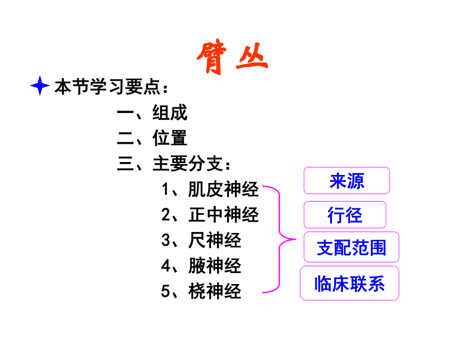 2023年脊神经臂丛（教学课件）.ppt_第1页