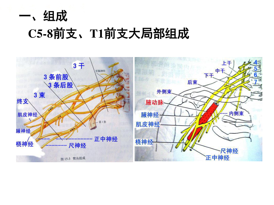 2023年脊神经臂丛（教学课件）.ppt_第2页