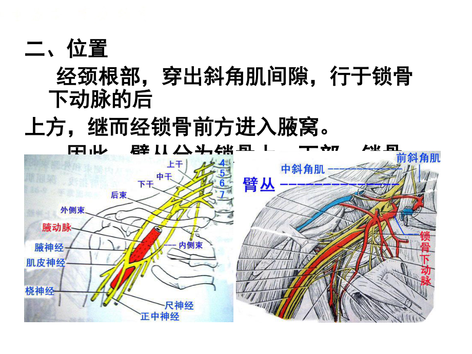 2023年脊神经臂丛（教学课件）.ppt_第3页