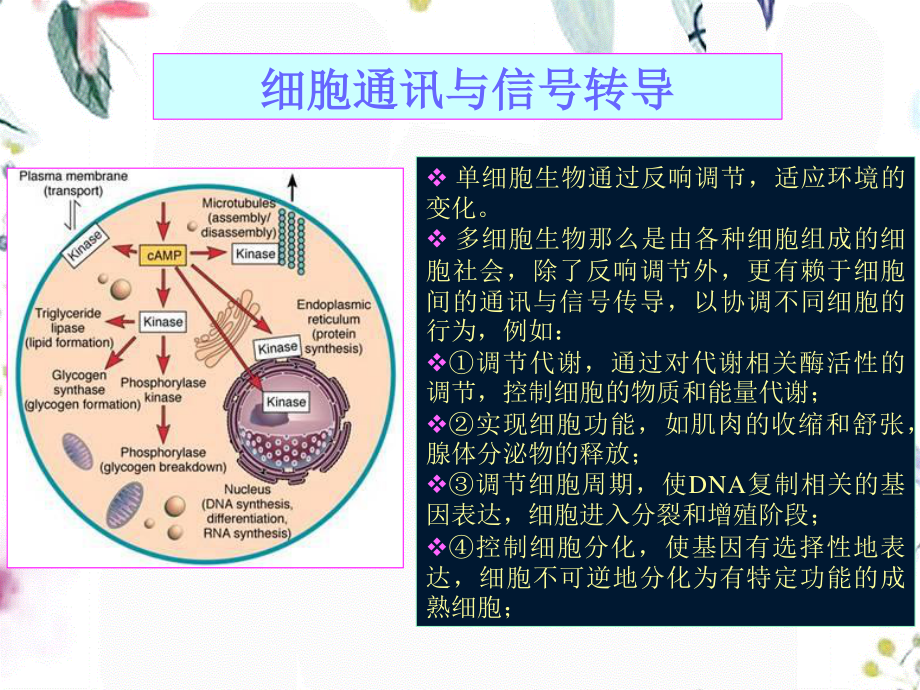 2023年信号转导（教学课件）.ppt_第1页