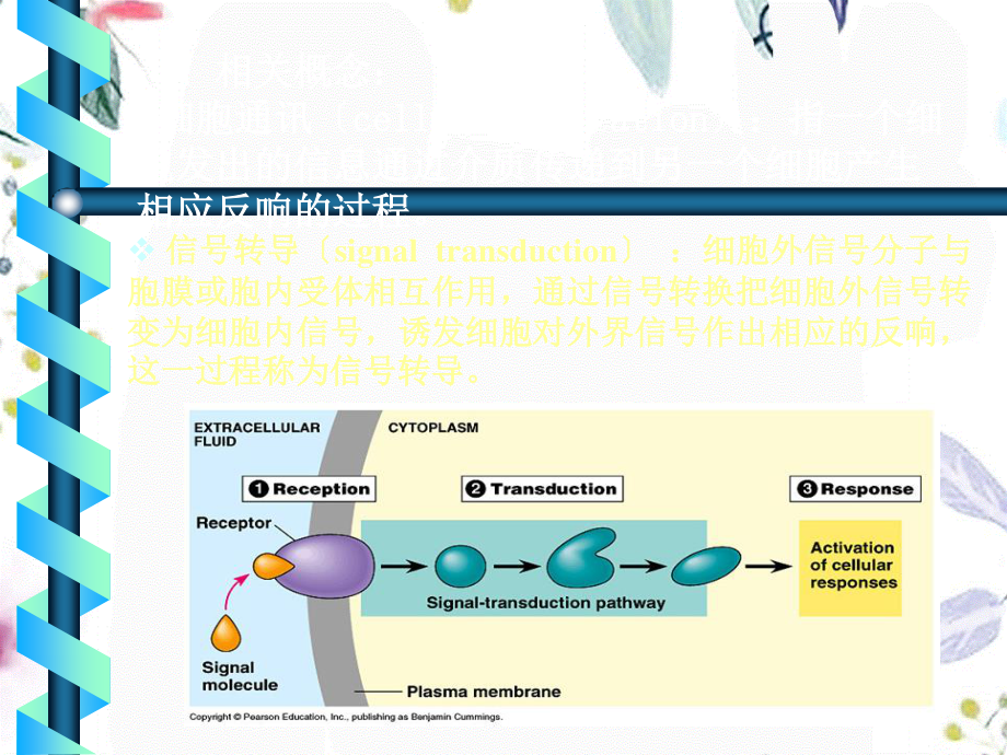 2023年信号转导（教学课件）.ppt_第2页