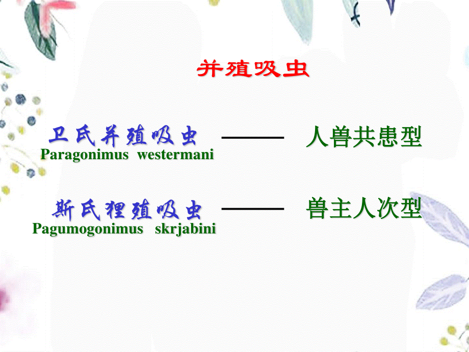 2023年肺吸虫曼氏绦虫带绦虫细粒棘球绦虫邹（教学课件）.ppt_第2页