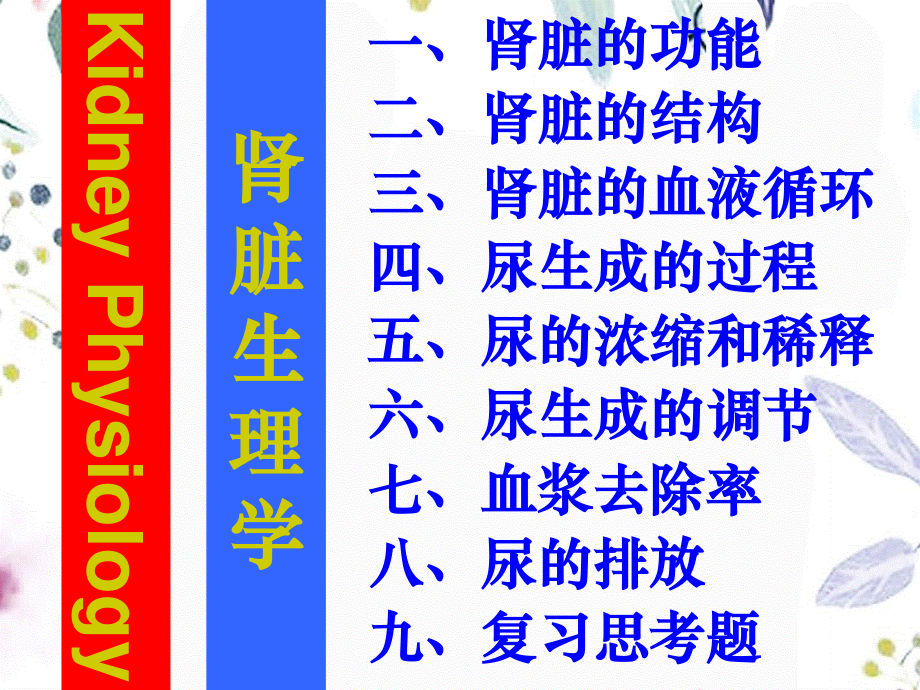 2023年肾脏（教学课件）.ppt_第2页